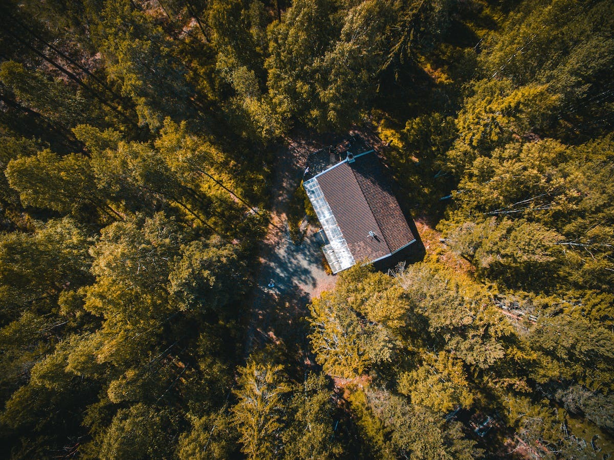 Les bonnes pratiques pour planter des arbres près des habitations – Le Jardineur